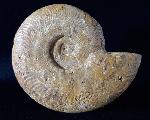 Harpoceras cf. nitescens STOLZ 1911 - Bild © FossNet FossilienStore